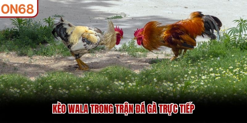 K&egrave;o Wala trong trận đ&aacute; g&agrave; trực tiếp