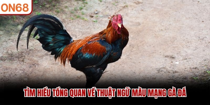 T&igrave;m hiểu tổng quan về thuật ngữ m&agrave;u mạng g&agrave; đ&aacute;&nbsp;
