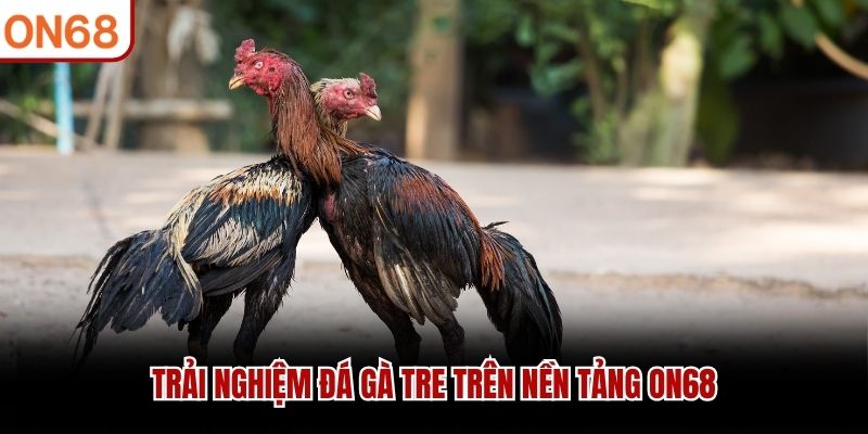 Trải nghiệm đ&aacute; g&agrave; tre tr&ecirc;n nền tảng ON68