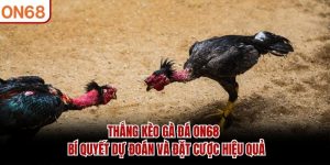 Thắng Kèo Gà Đá